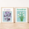 HPR1-4 Snowdrop Print - Image 4
